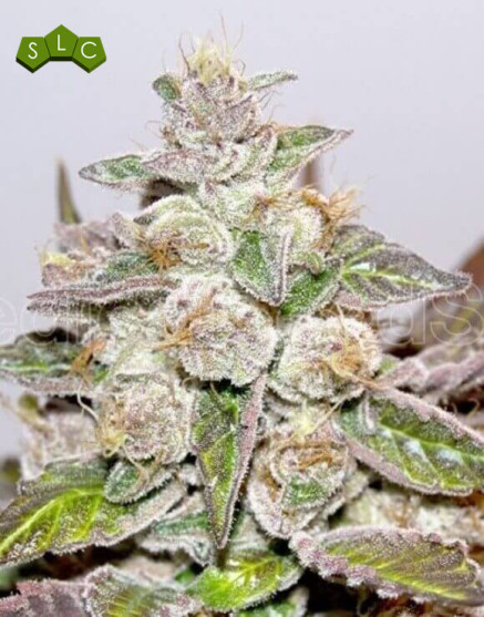 Semillas de Mendocino - El Mejor Precio