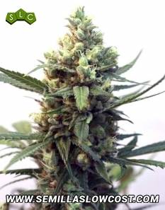 SOUR RIPPER AUTO Semillas Feminizadas de Marihuana