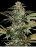 Early Skunk Gea Seeds