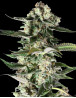 Critical Purple - 1€/Semilla - Feminizadas - Original GeaSeeds