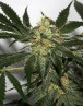 Little Boy Autofloreciente BCN Seeds