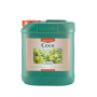 Coco A Canna