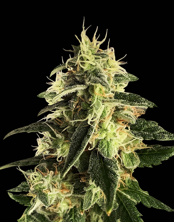 Auto Haze - Semillas automáticas y feminizadas - GeaSeeds