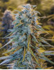 Blue Dream Feminizada Humboldt Seeds