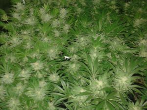 Gran plantación de marihuana interior