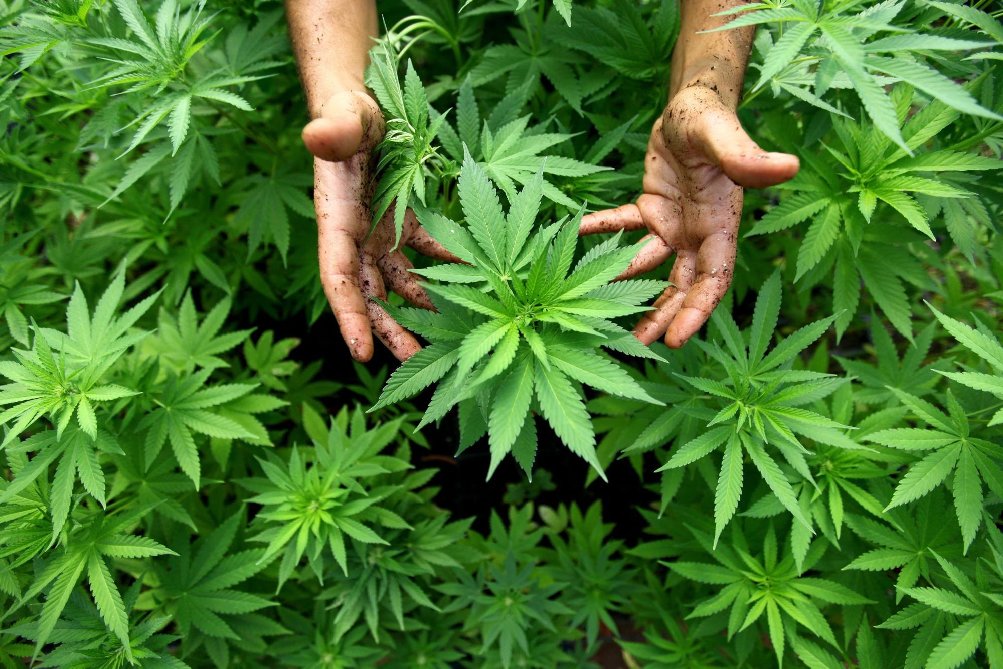 manos cultivo de marihuana